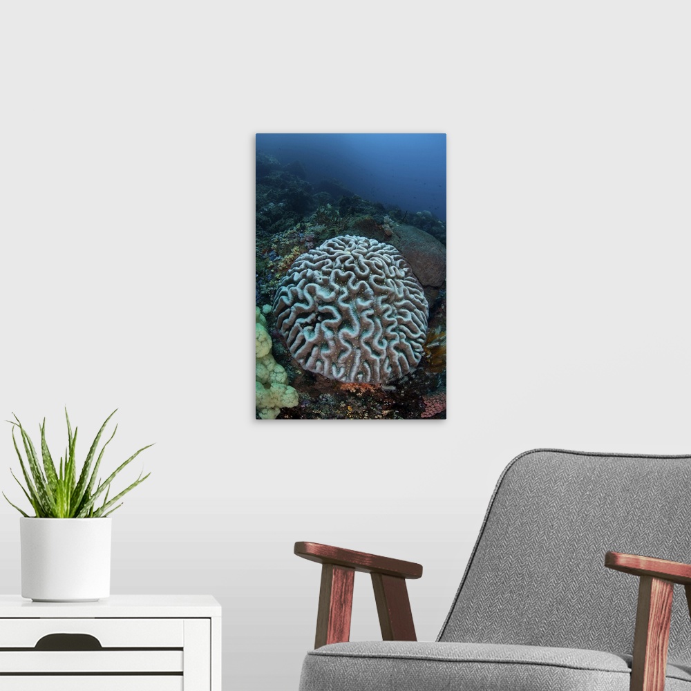 A modern room featuring Stony coral on a reef in Sulawesi, Indonesia.