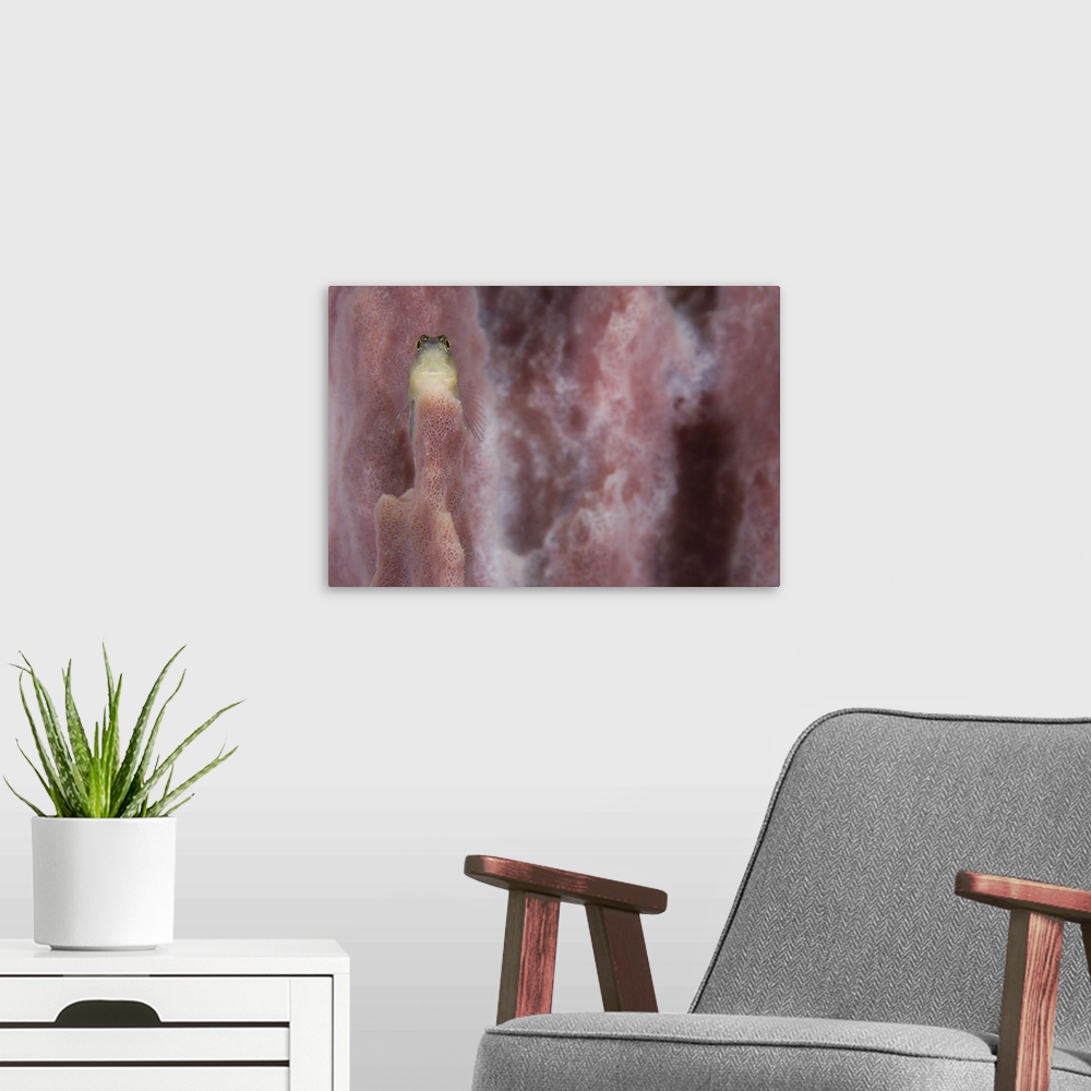 A modern room featuring Striped blenny on a pink sponge, Papua New Guinea.