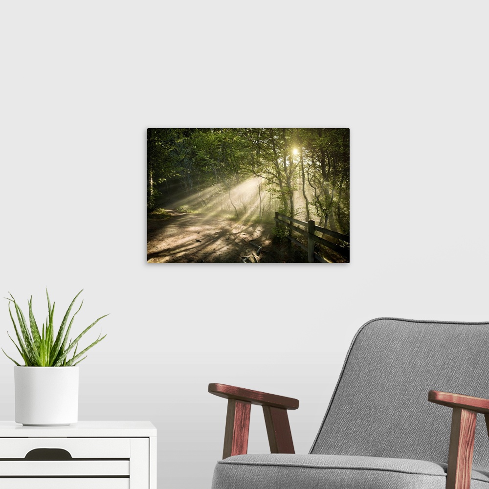 A modern room featuring Sunrays shining through a dark, misty forest, Liselund Slotspark, Denmark...