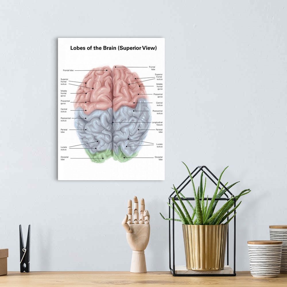 A bohemian room featuring Superior view of human brain with colored lobes and labels.