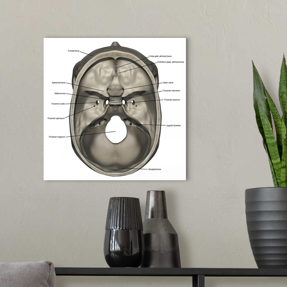 A modern room featuring Superior view of human skull anatomy with annotations.