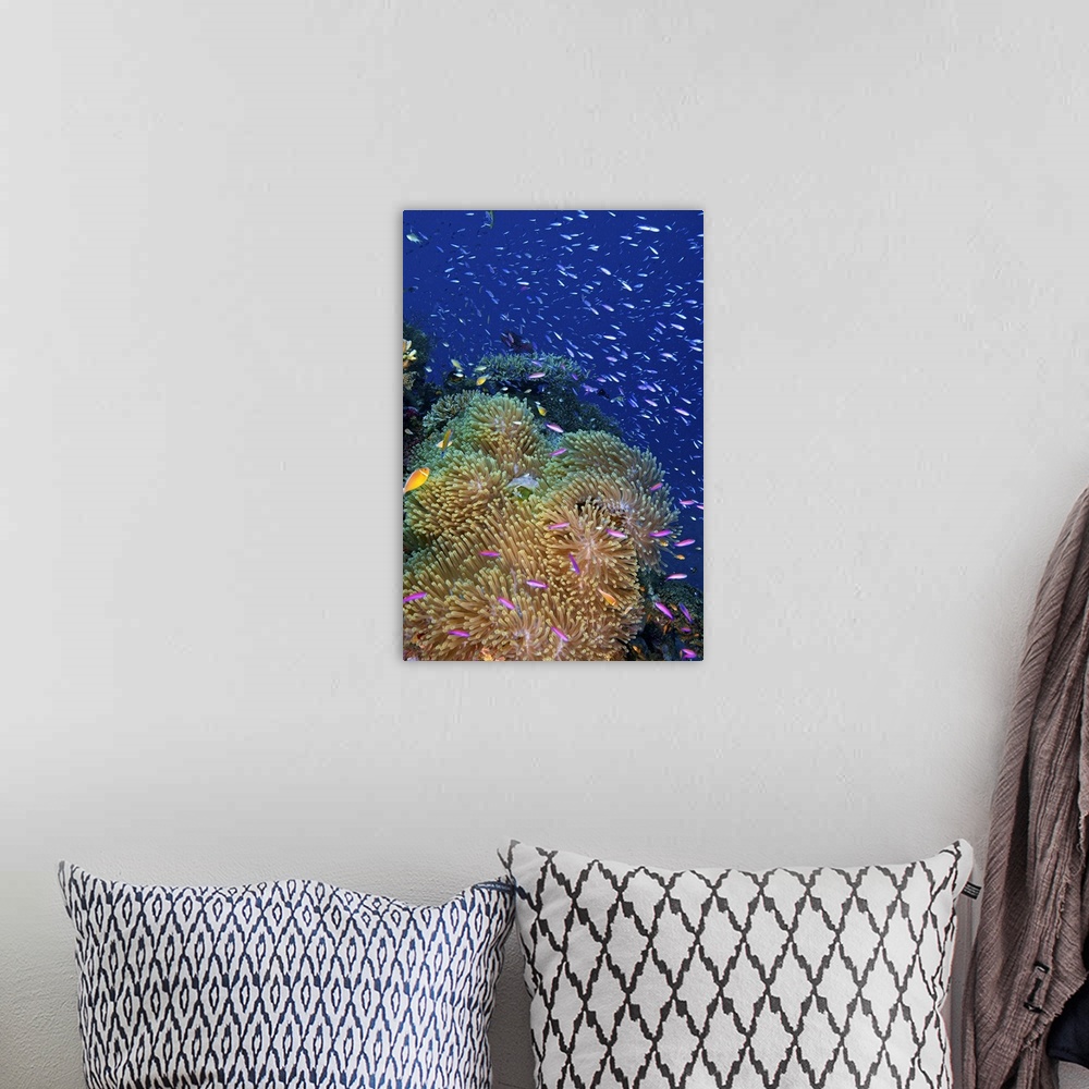 A bohemian room featuring Swarms of small baitfish swim above a large sea anenome, Fiji.