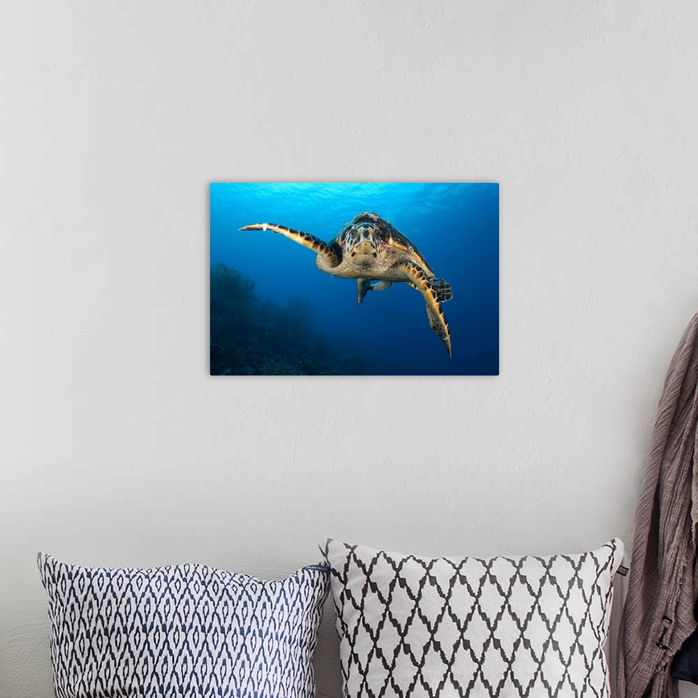 A bohemian room featuring The hawksbill sea turtle (Eretmochelys imbricata) swims in the waters off the coast of Bonaire, C...