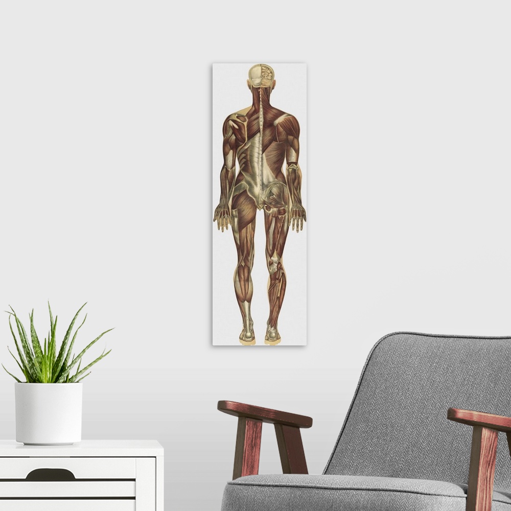 A modern room featuring The human body with superimposed colored plates, by Julien Bougle, circa 1899.