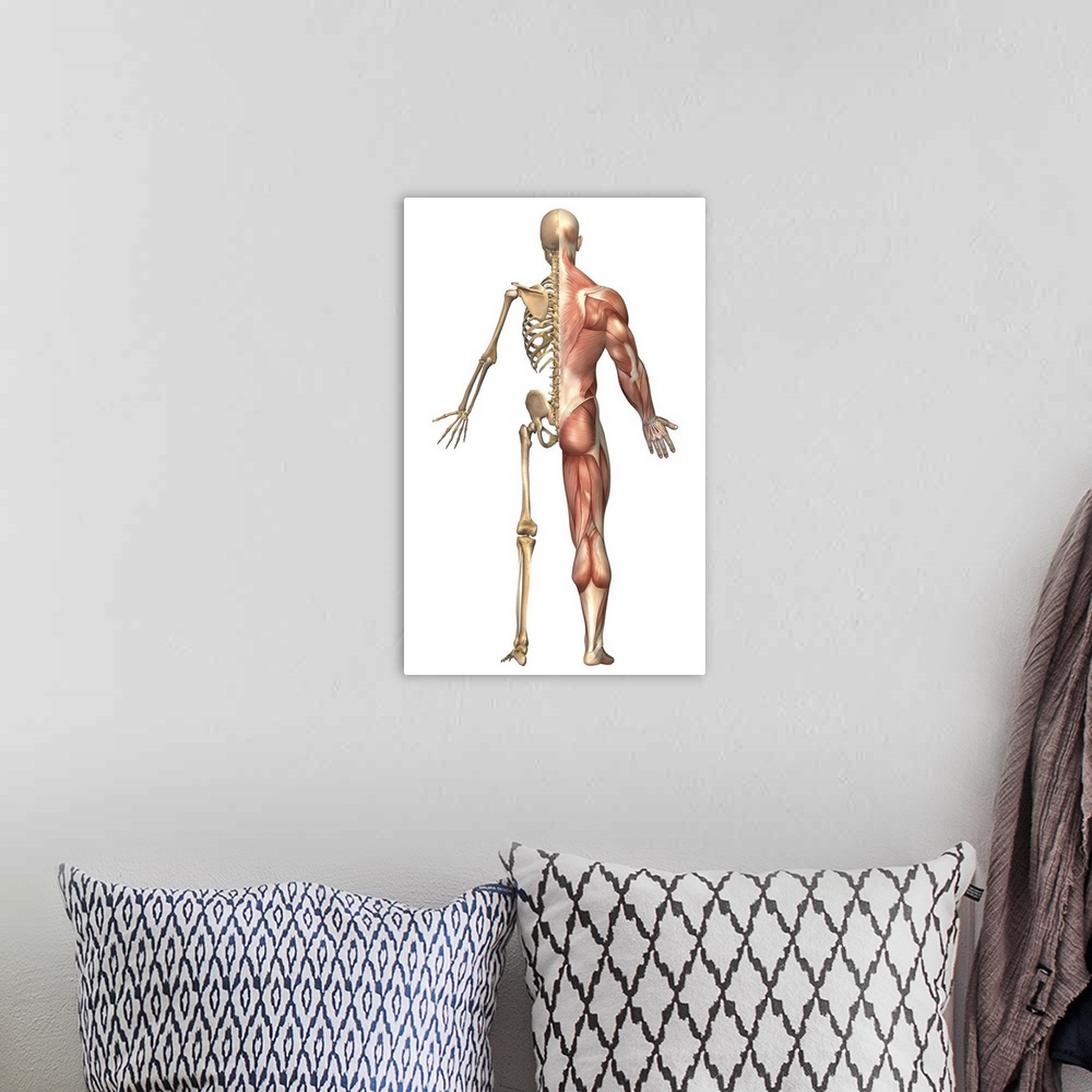 A bohemian room featuring Medical illustration of the human skeleton and muscular system, back view.