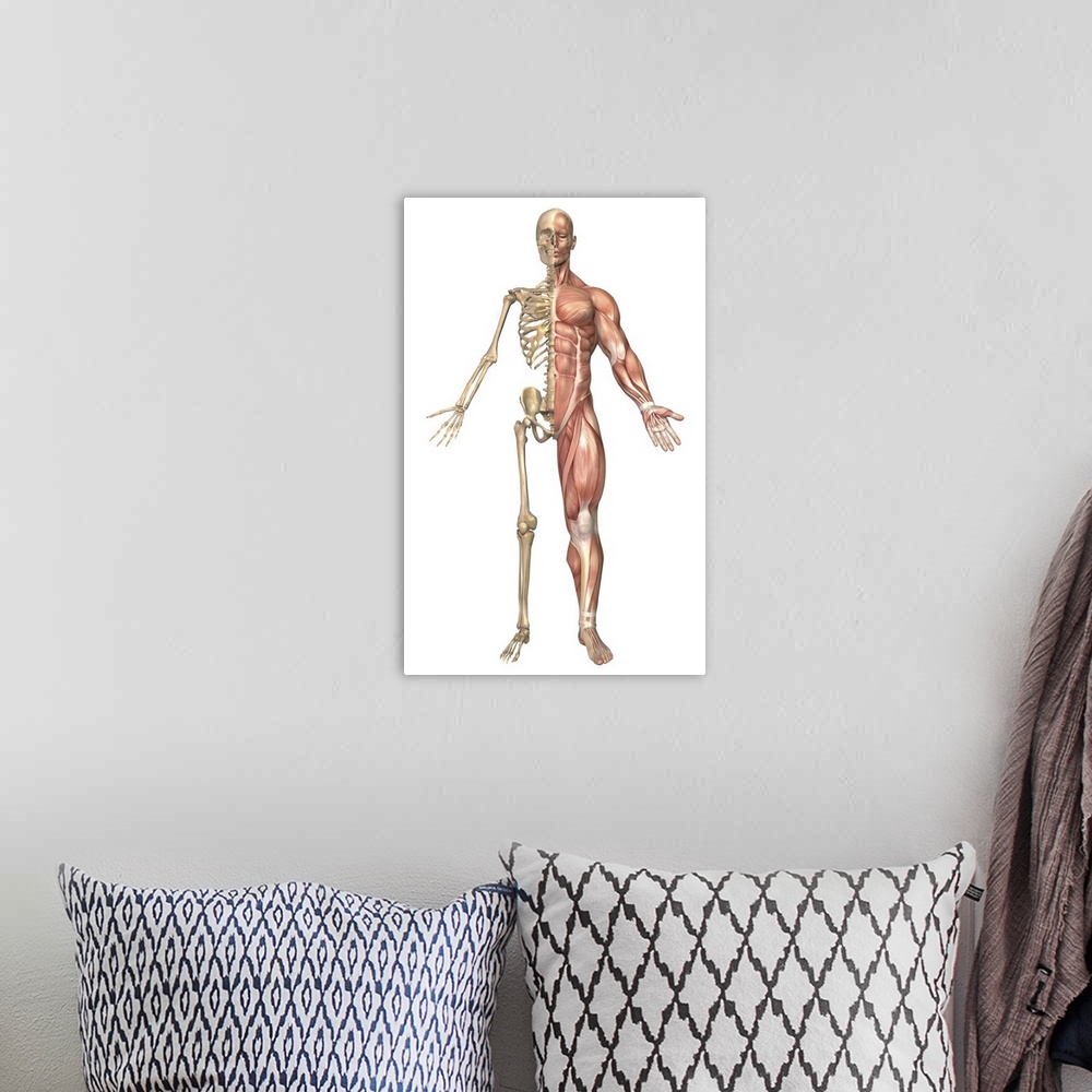A bohemian room featuring Medical illustration of the human skeleton and muscular system, front view.