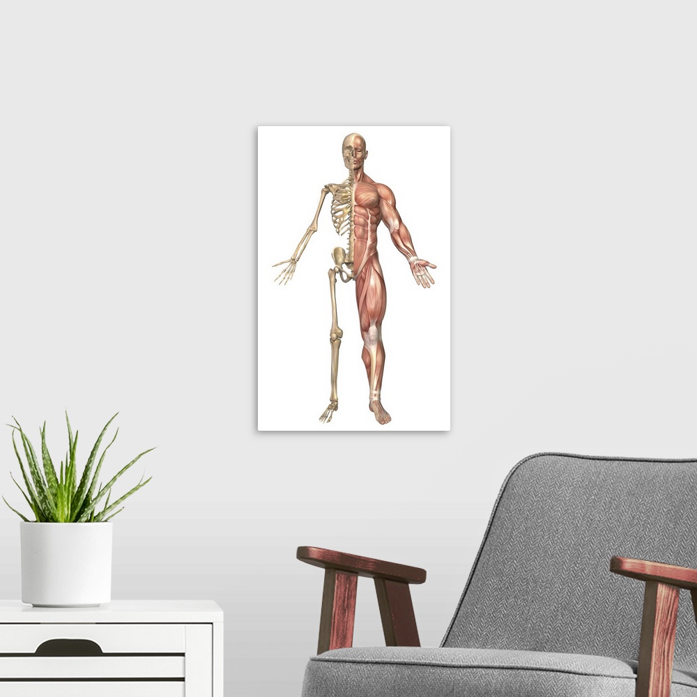 A modern room featuring Medical illustration of the human skeleton and muscular system, front view.