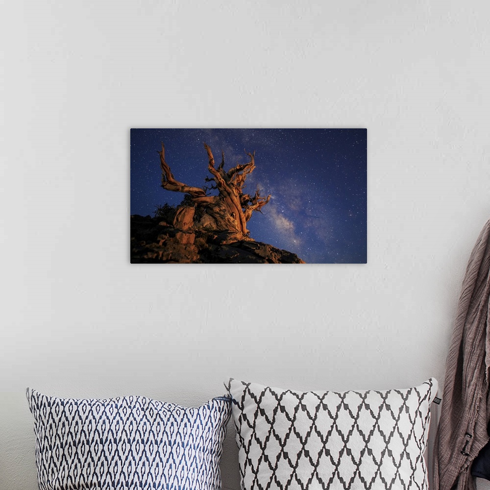 A bohemian room featuring The Milky Way above an ancient bristlecone pine.