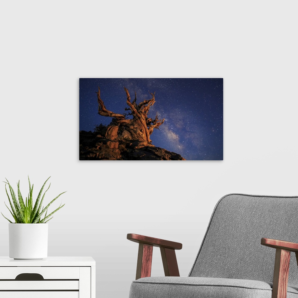 A modern room featuring The Milky Way above an ancient bristlecone pine.