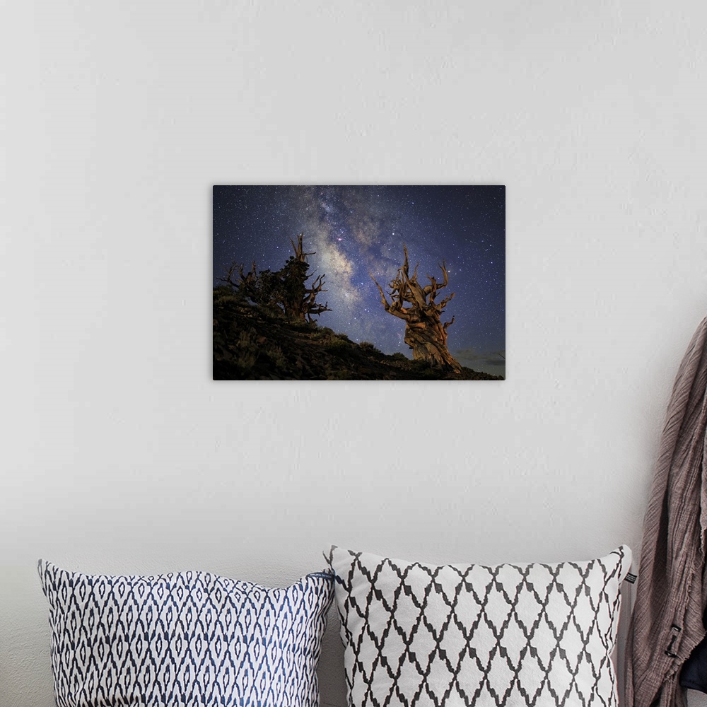A bohemian room featuring The Milky Way and ancient bristlecone pine.