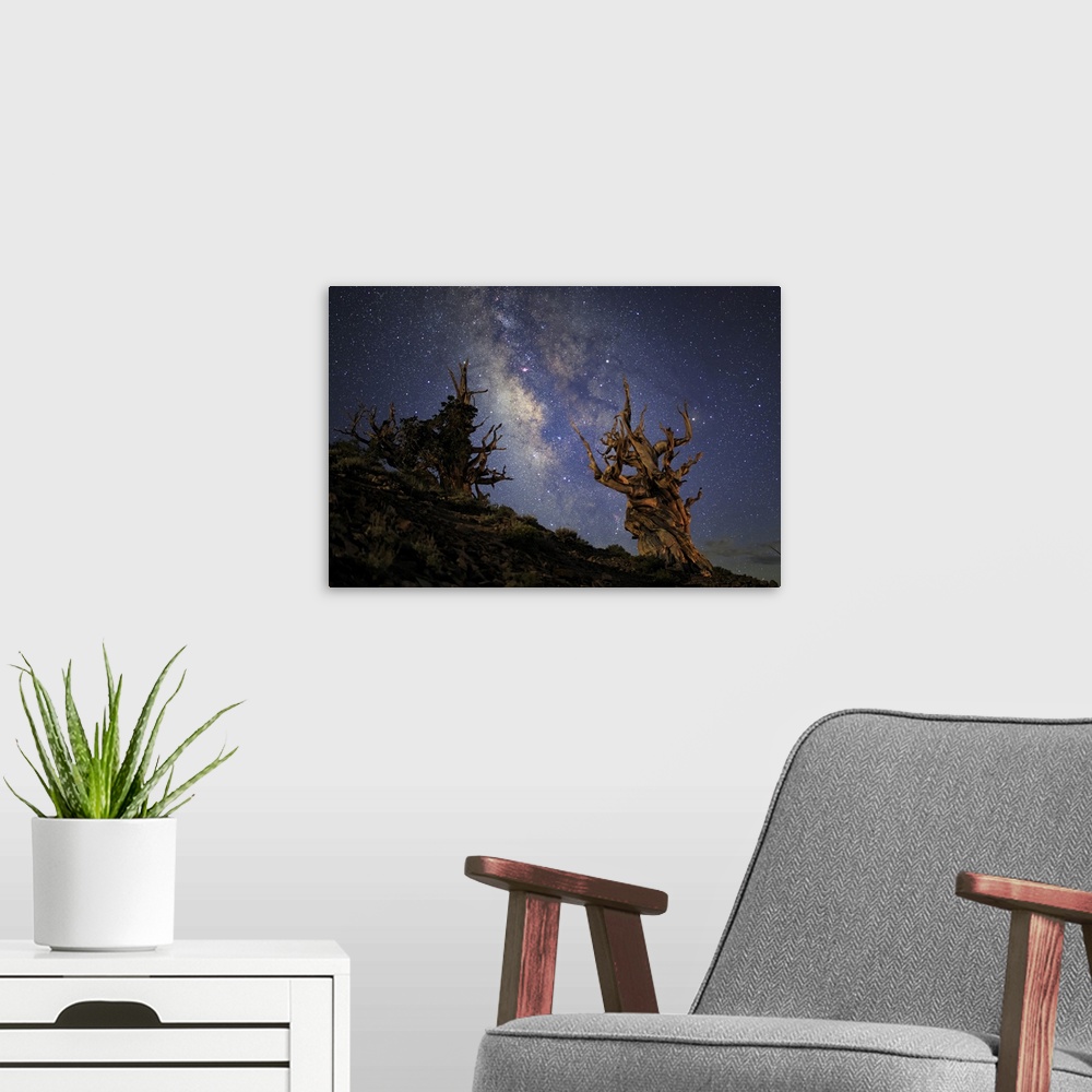 A modern room featuring The Milky Way and ancient bristlecone pine.