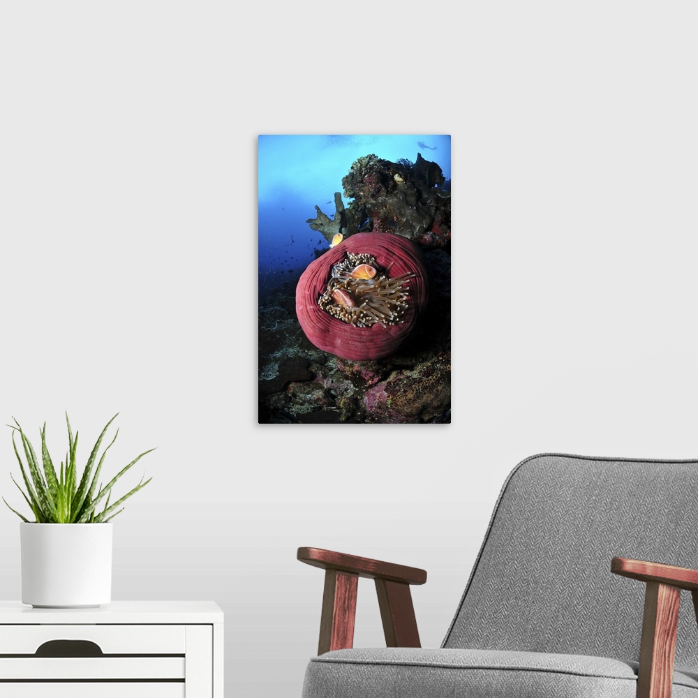 A modern room featuring Three pink anemonefish in a circular pink anemone, North Sulawesi.