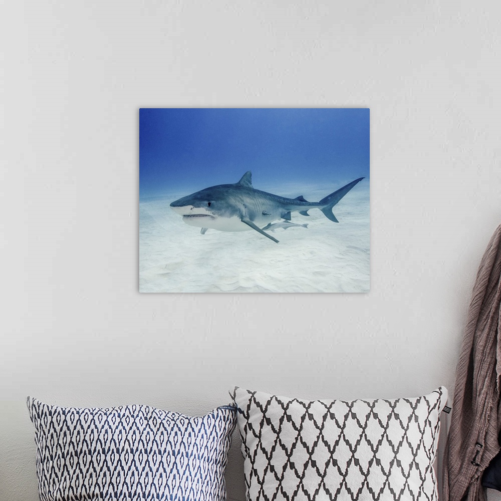 A bohemian room featuring Tiger shark swimming over sandy bottom of Tiger Beach, Bahamas.