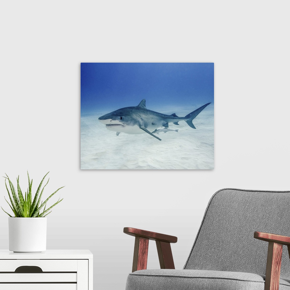 A modern room featuring Tiger shark swimming over sandy bottom of Tiger Beach, Bahamas.