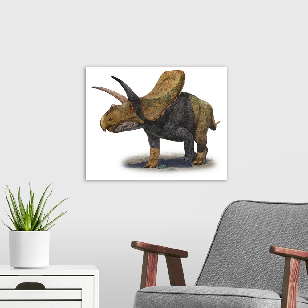 A modern room featuring Torosaurus latus, a prehistoric era dinosaur.