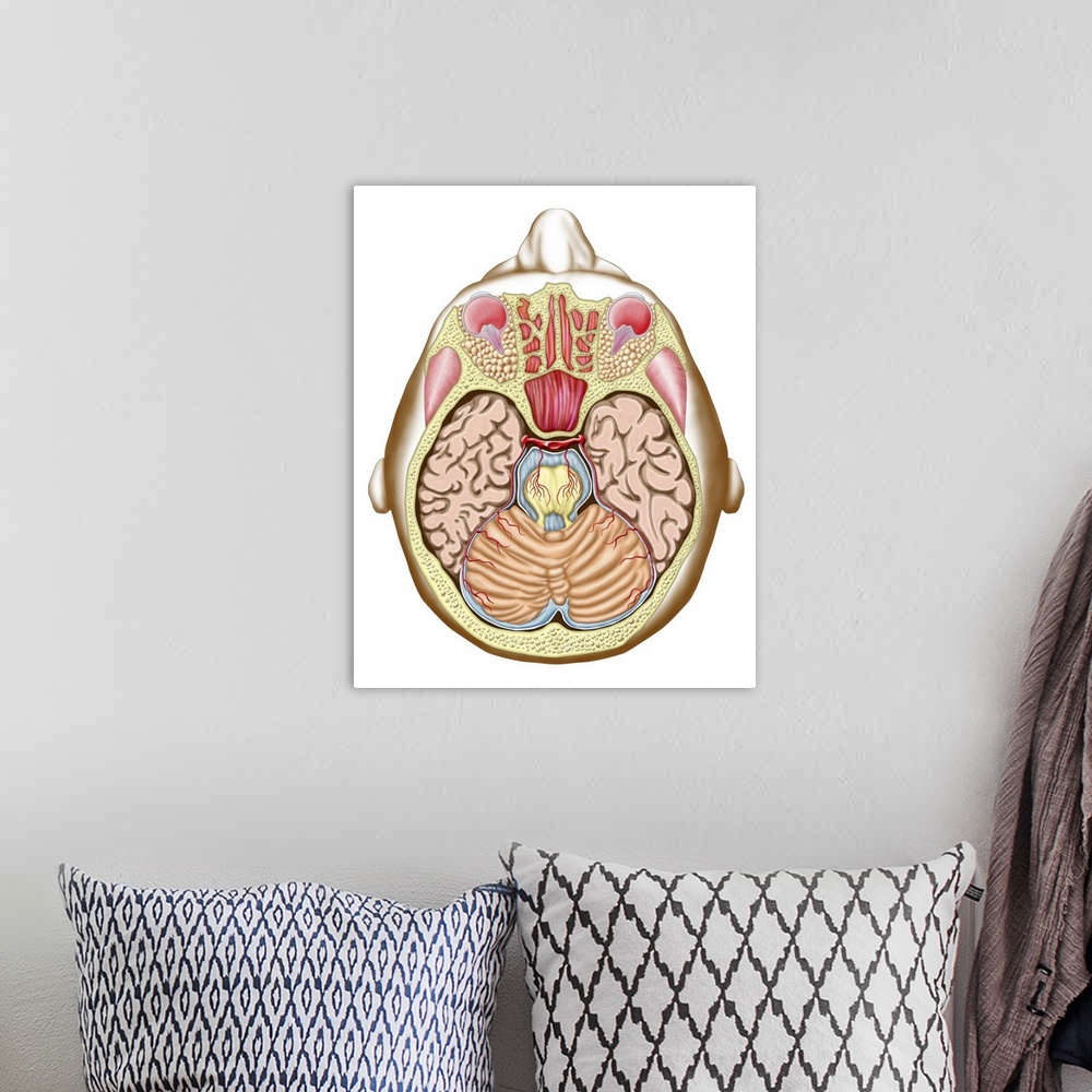 A bohemian room featuring Transverse section of the midbrain.