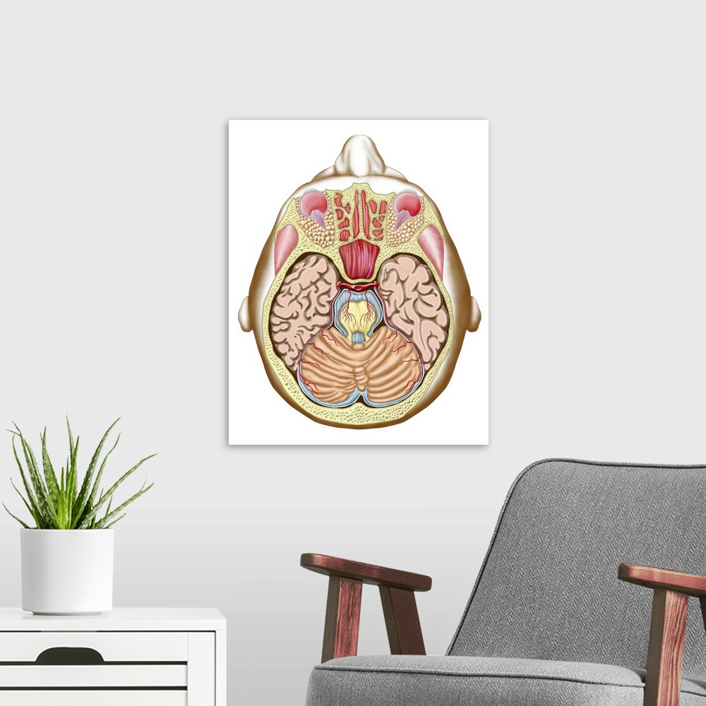 A modern room featuring Transverse section of the midbrain.