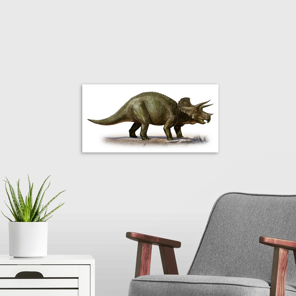 A modern room featuring Triceratops prorsus, a prehistoric era dinosaur.