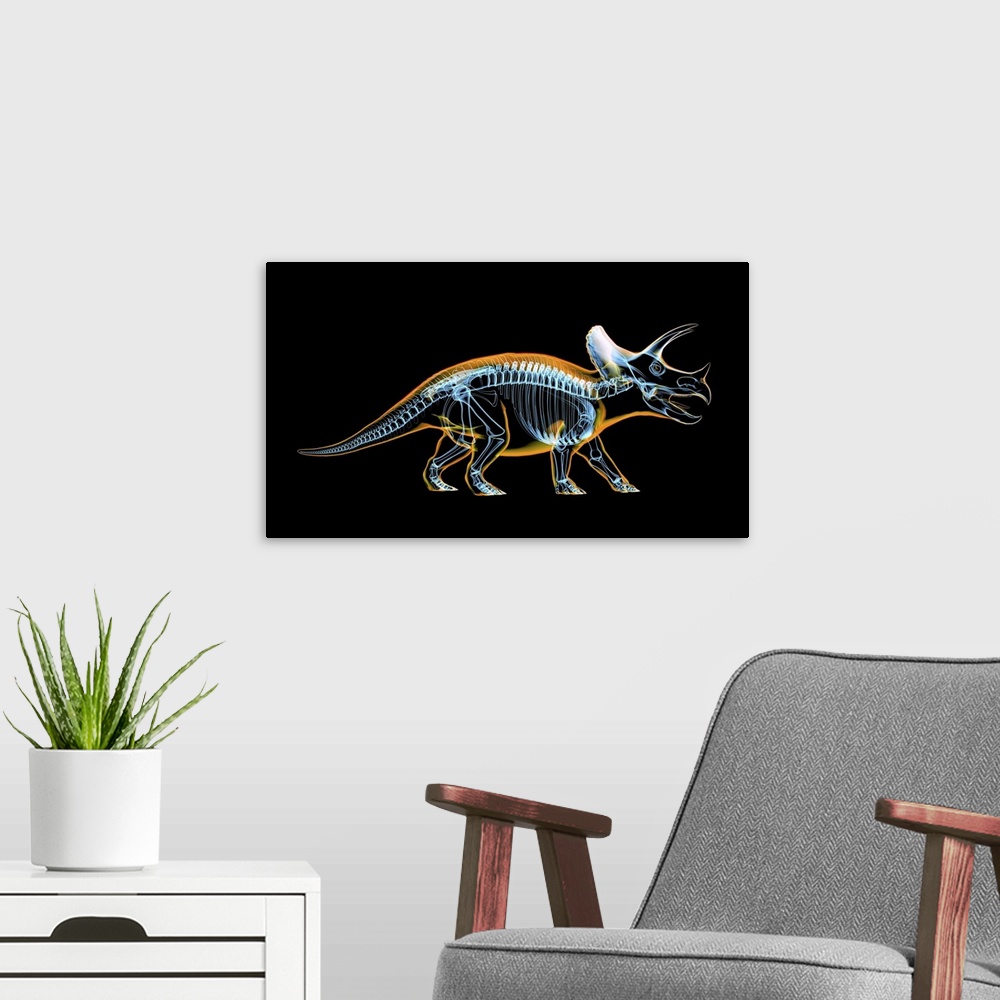 A modern room featuring Triceratops skeleton with x-ray effect.
