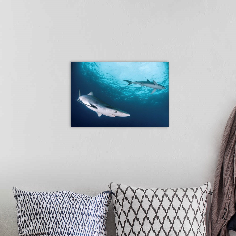 A bohemian room featuring Two blue sharks (Prionace glauca), South Africa.