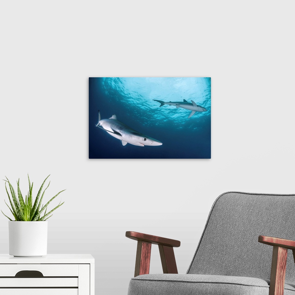 A modern room featuring Two blue sharks (Prionace glauca), South Africa.