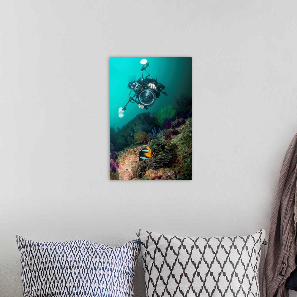 A bohemian room featuring Underwater photographer capturing the picture of a black and orange clownfish.