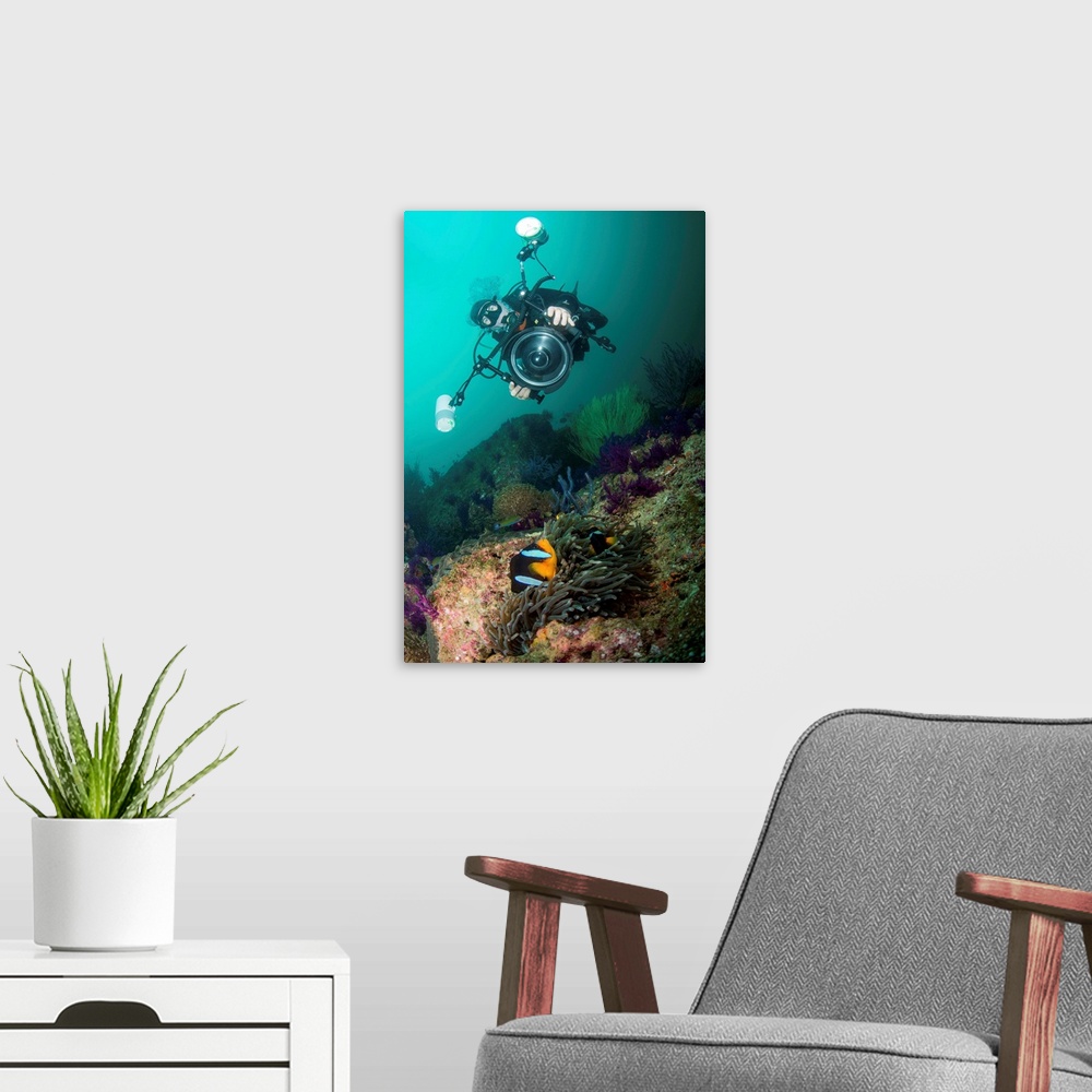 A modern room featuring Underwater photographer capturing the picture of a black and orange clownfish.