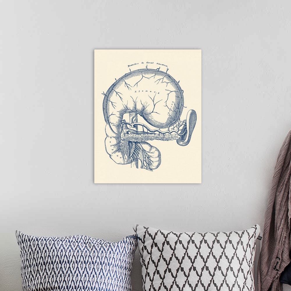 A bohemian room featuring Vintage anatomy print features a diagram of the human stomach.