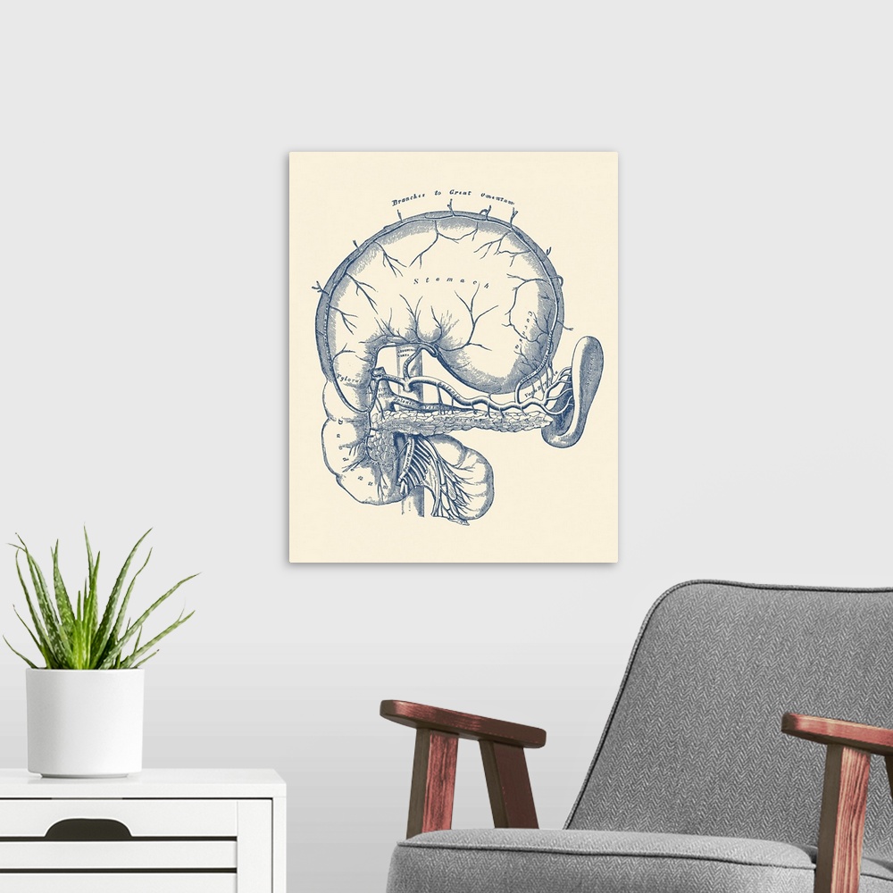 A modern room featuring Vintage anatomy print features a diagram of the human stomach.