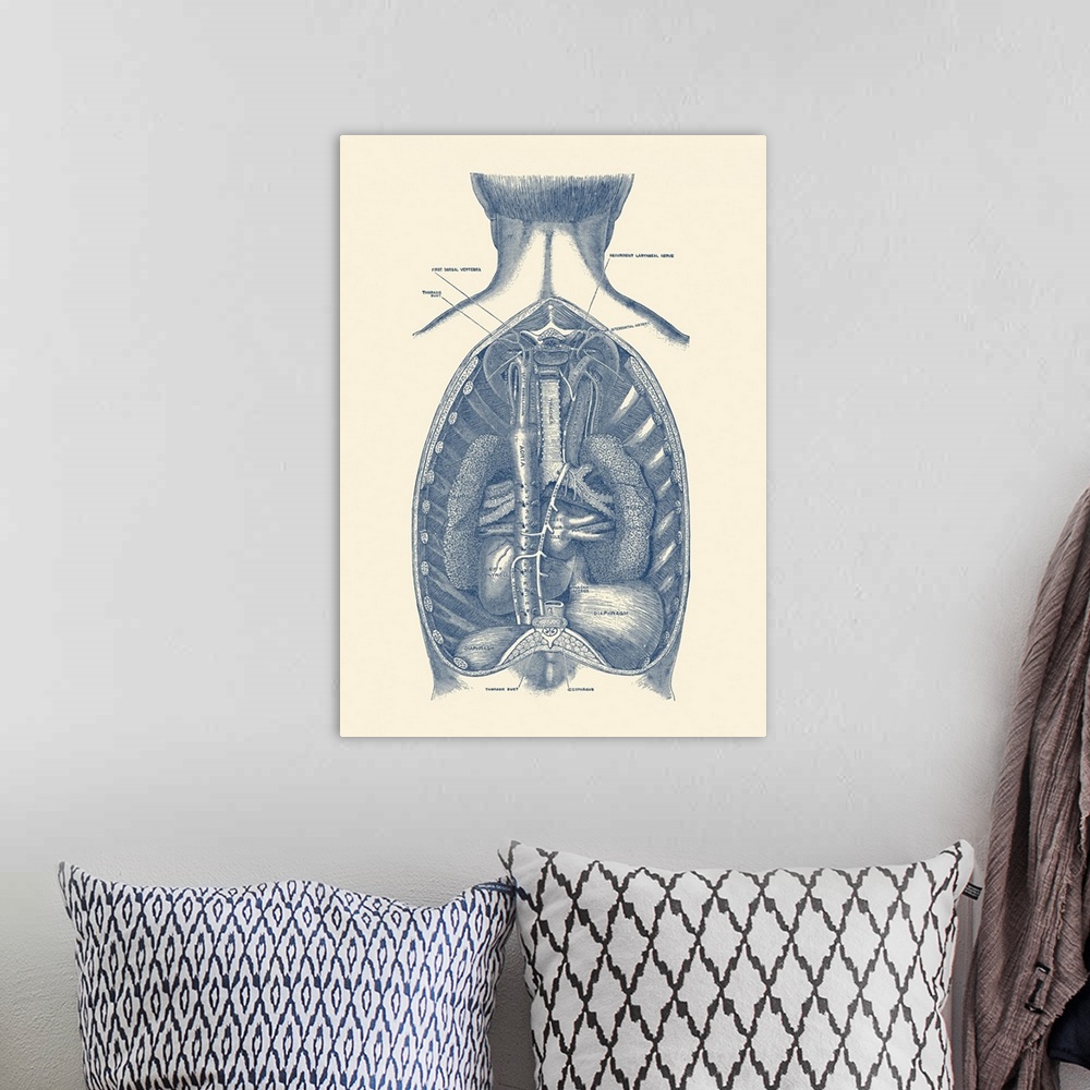 A bohemian room featuring Vintage anatomy print of the diaphragm, showcasing the aorta and trachea.