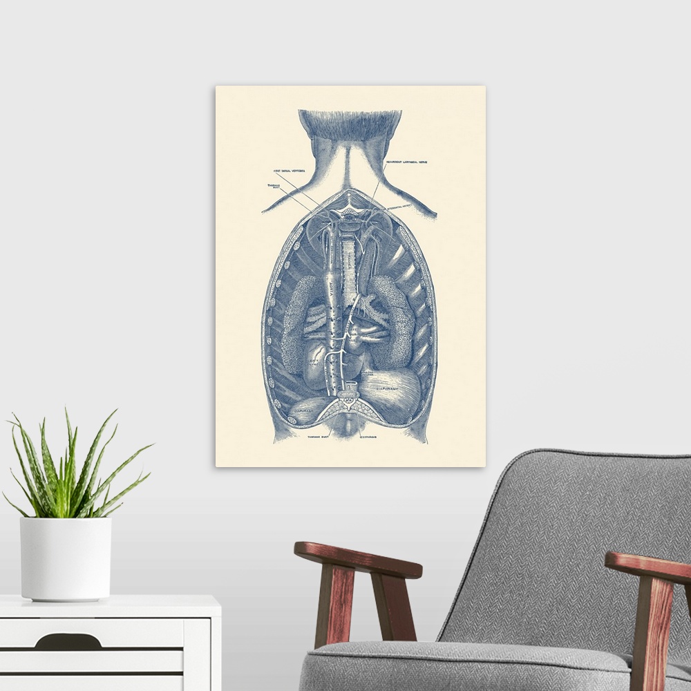 A modern room featuring Vintage anatomy print of the diaphragm, showcasing the aorta and trachea.