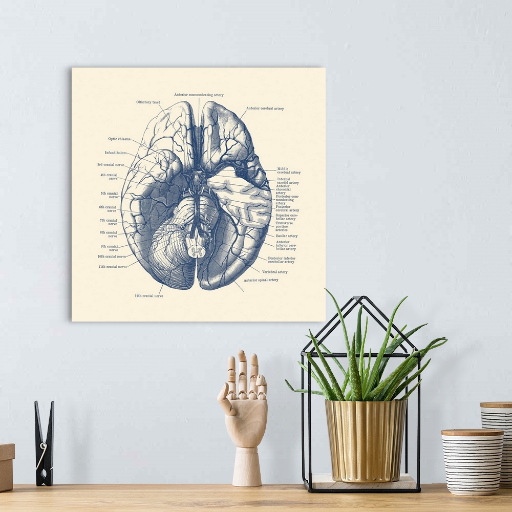 A bohemian room featuring Vintage anatomy print of the human brain depicting the nerves and arteries.