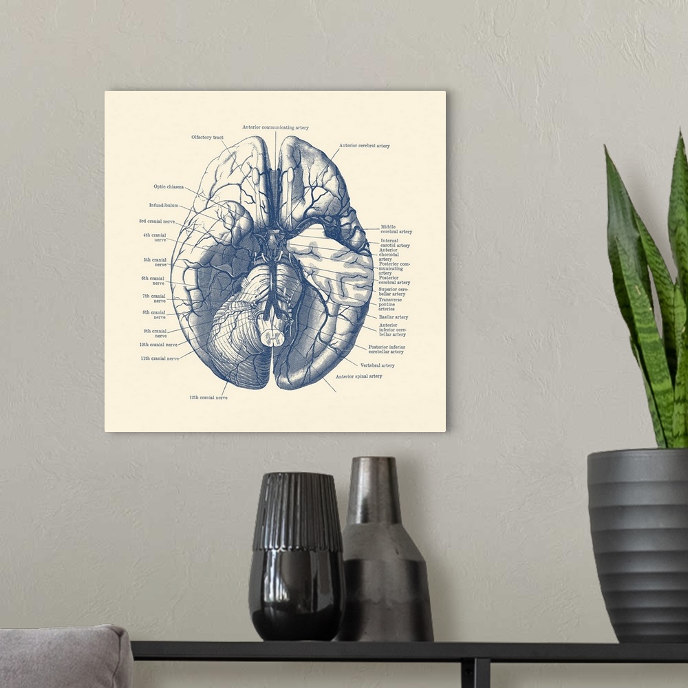 A modern room featuring Vintage anatomy print of the human brain depicting the nerves and arteries.