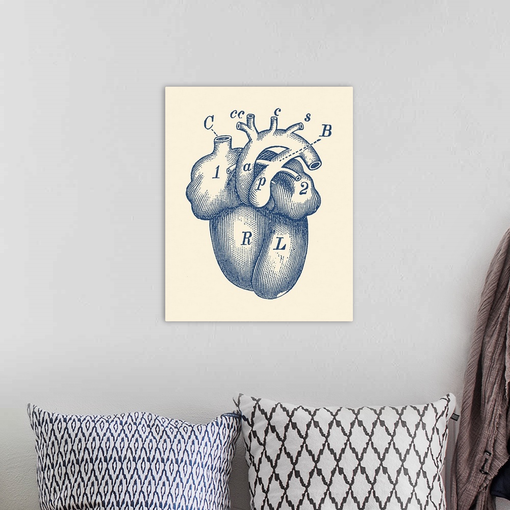 A bohemian room featuring Vintage anatomy print of the human heart.