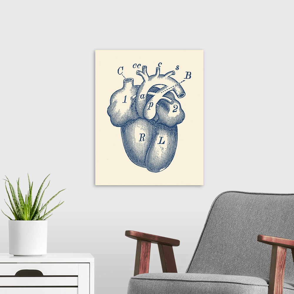 A modern room featuring Vintage anatomy print of the human heart.
