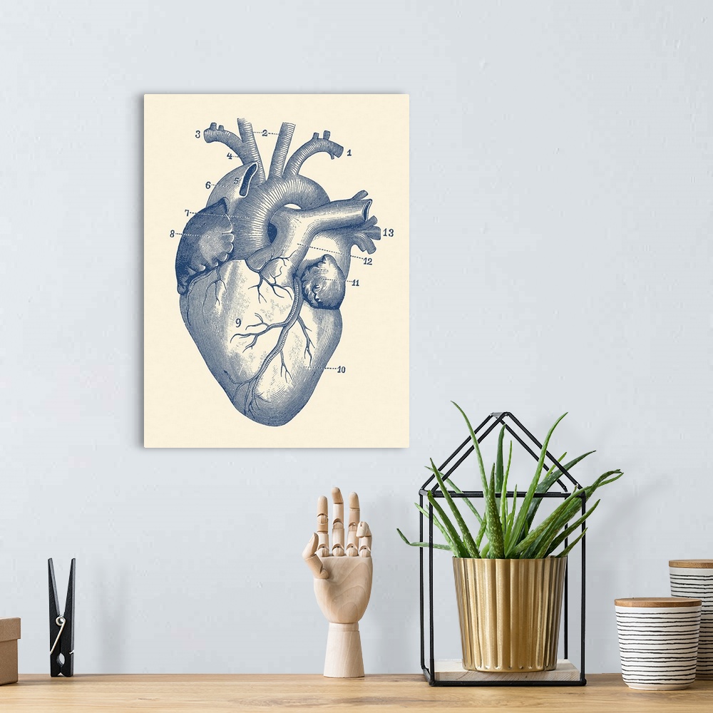 A bohemian room featuring Vintage anatomy print of the human heart with veins visible.