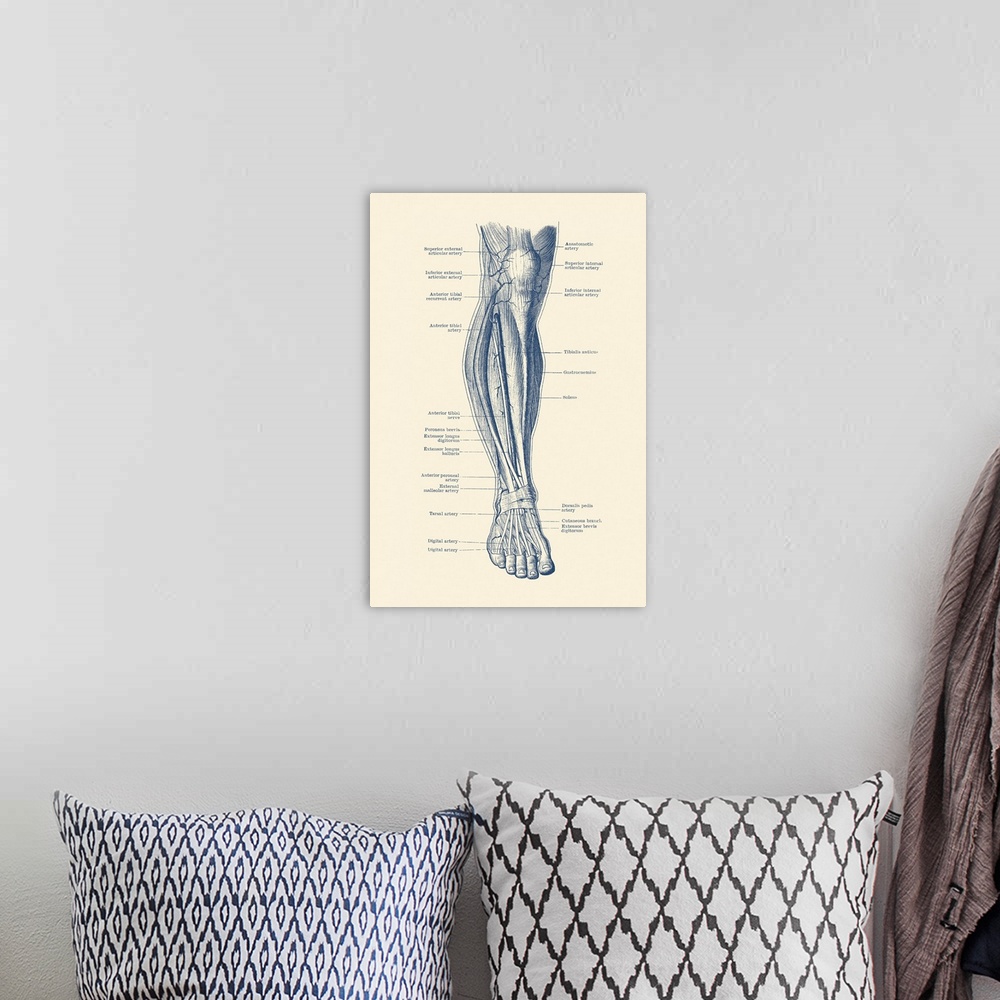 A bohemian room featuring Vintage anatomy print of the human leg, showcasing the veins and arteries.