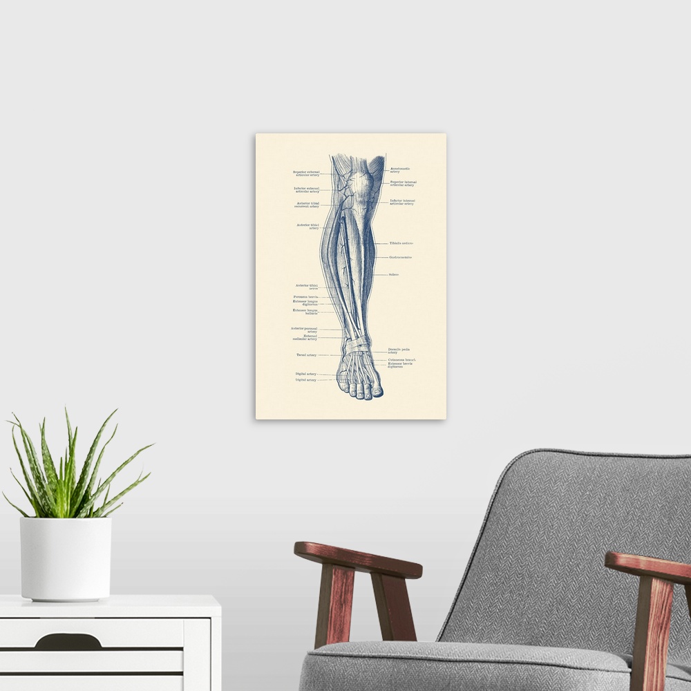 A modern room featuring Vintage anatomy print of the human leg, showcasing the veins and arteries.