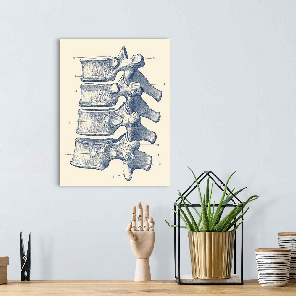 A bohemian room featuring Vintage anatomy print of the human spine, showcasing four vertebrae.