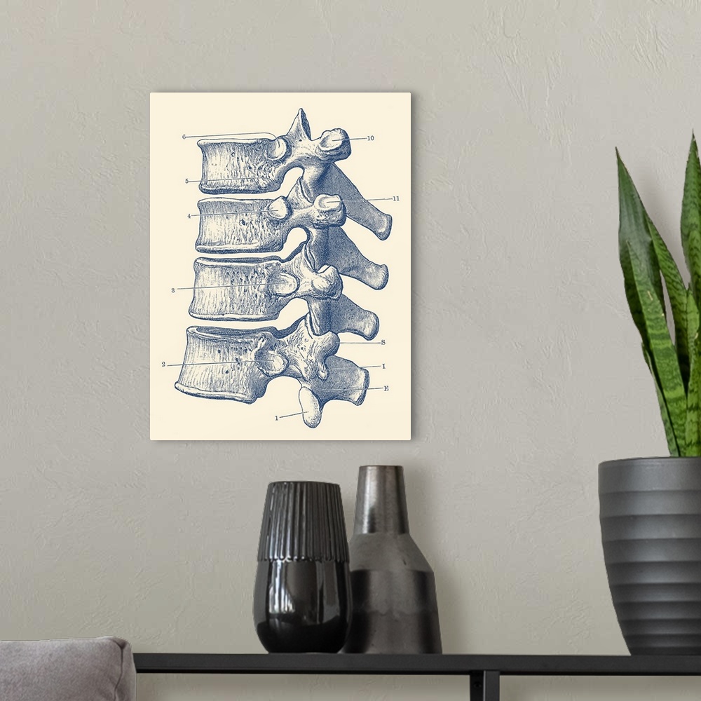 A modern room featuring Vintage anatomy print of the human spine, showcasing four vertebrae.