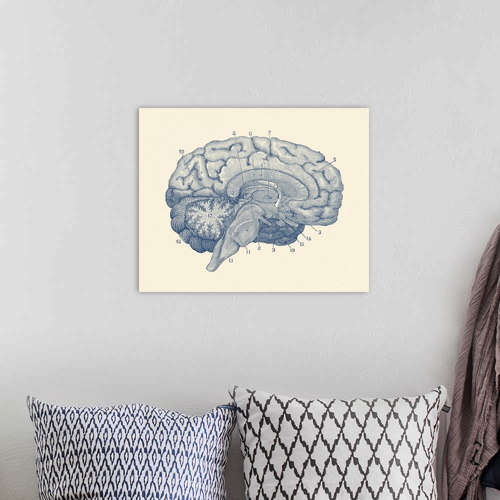 A bohemian room featuring Vintage anatomy print showing a diagram of the human brain.