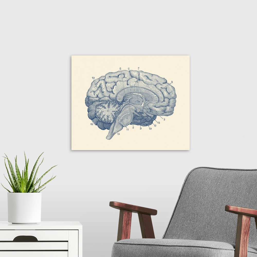 A modern room featuring Vintage anatomy print showing a diagram of the human brain.
