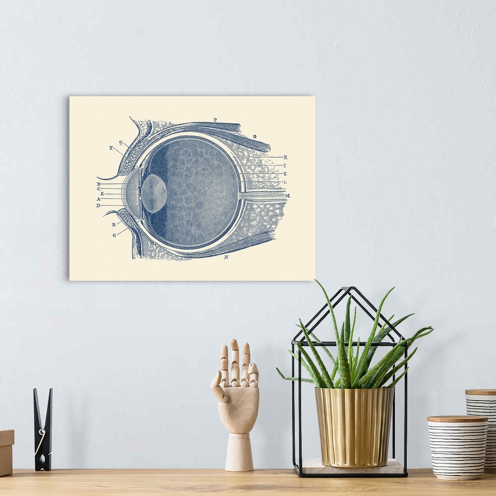 A bohemian room featuring Vintage anatomy print showing a diagram of the human eye.