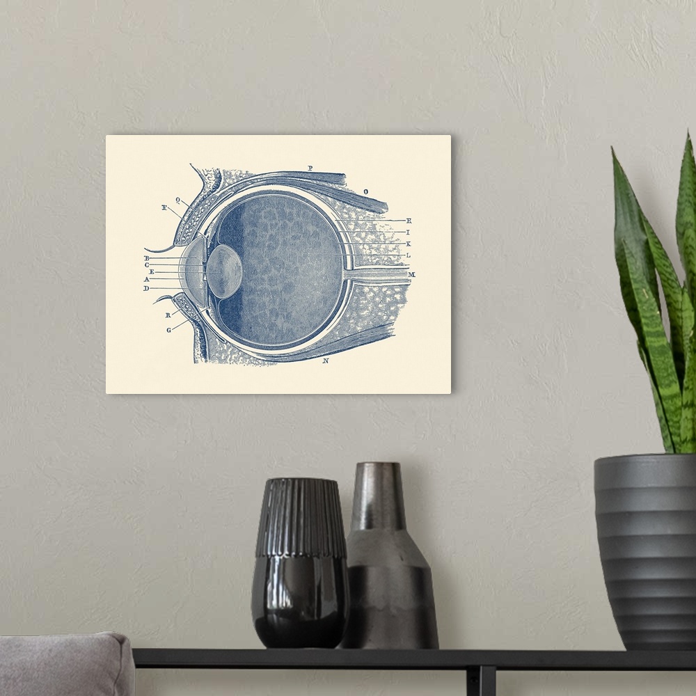 A modern room featuring Vintage anatomy print showing a diagram of the human eye.