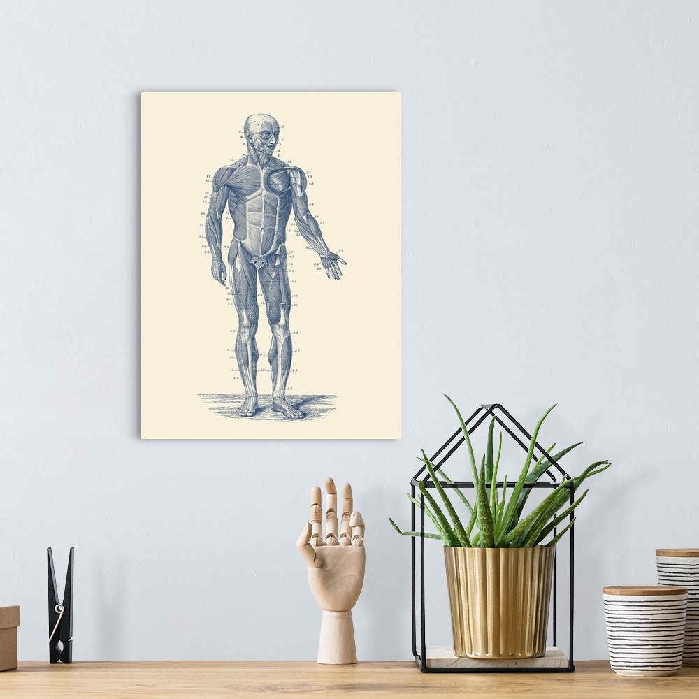 A bohemian room featuring Vintage anatomy print showing a diagram of the human musculoskeletal system.