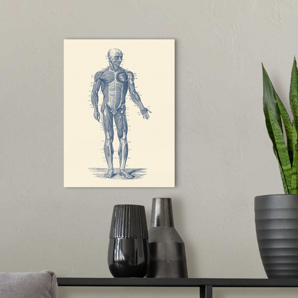 A modern room featuring Vintage anatomy print showing a diagram of the human musculoskeletal system.
