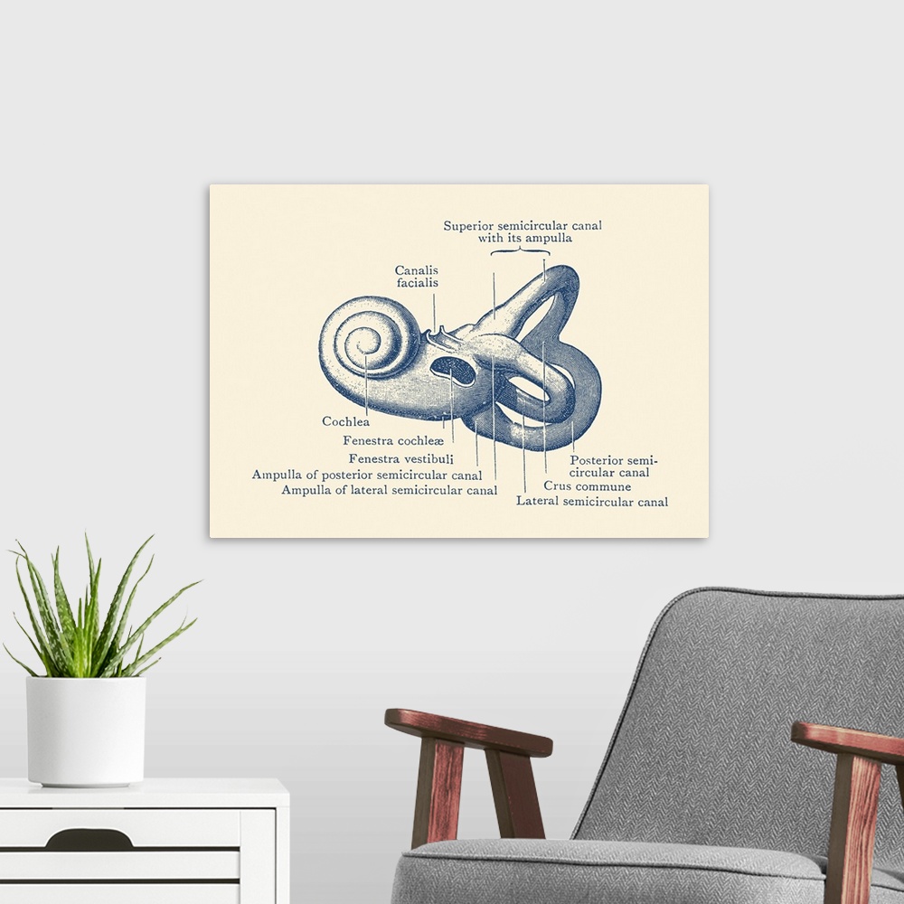 A modern room featuring Vintage anatomy print showing a diagram of the inner ear.