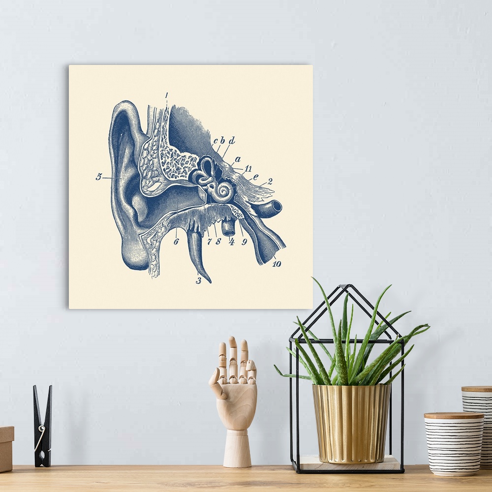 A bohemian room featuring Vintage anatomy print showing a diagram of the inner ear.