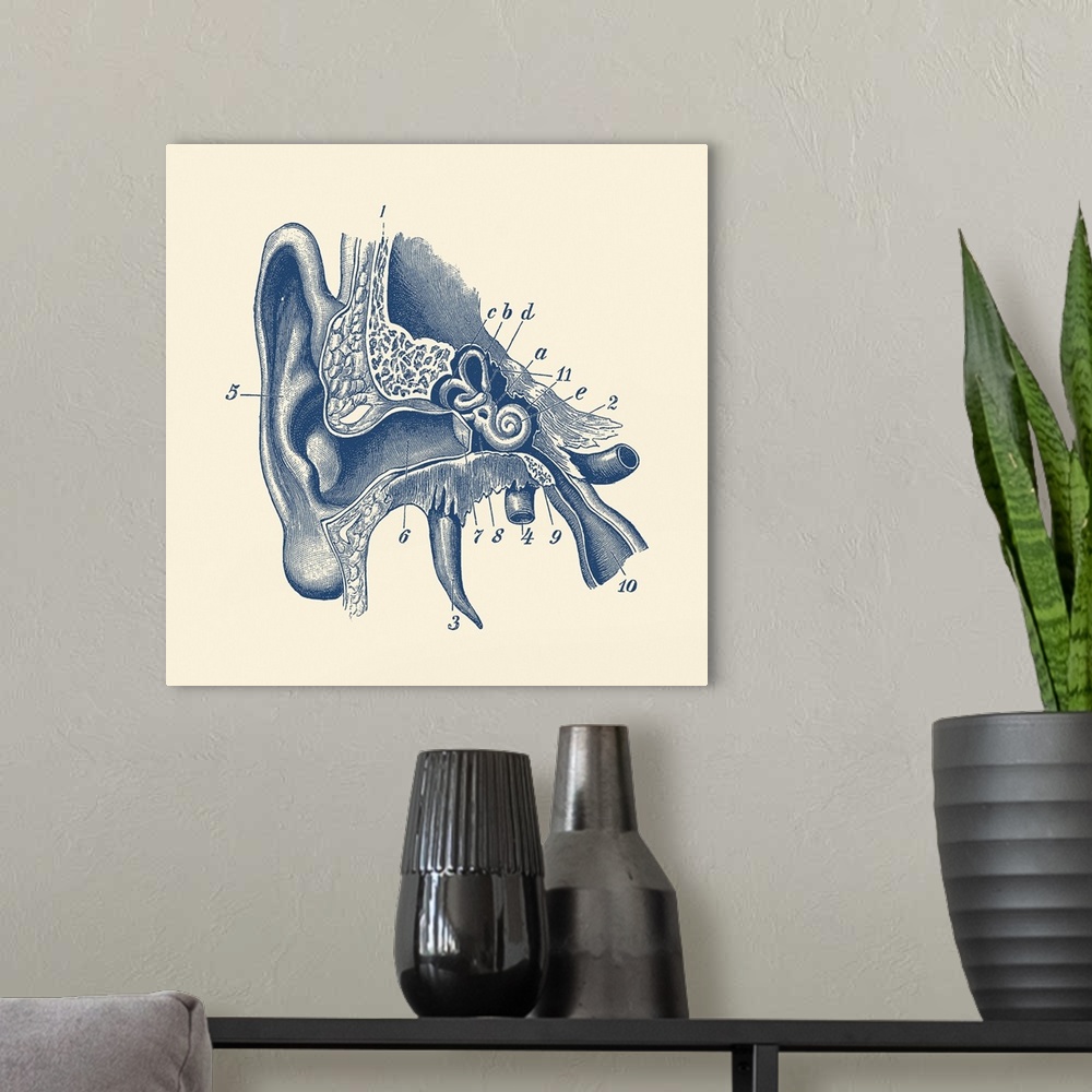 A modern room featuring Vintage anatomy print showing a diagram of the inner ear.
