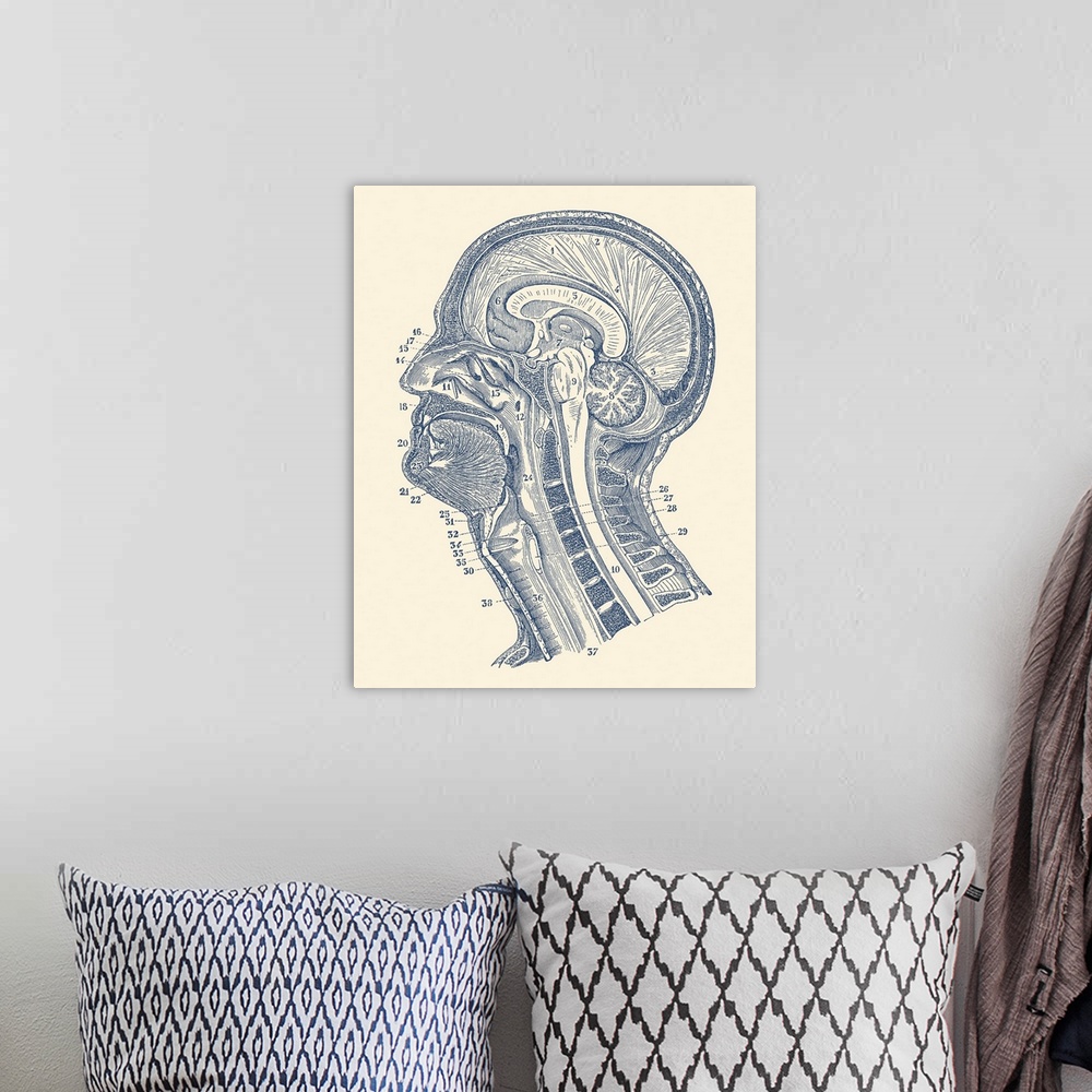 A bohemian room featuring Vintage anatomy print showing a diagram of the structures in and around the human brain.